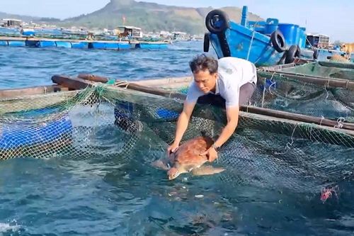 Cứu rùa biển quý hiếm bị thương do mắc 'lưới ma'