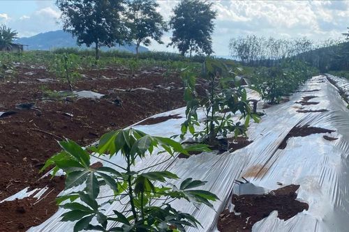 Đánh giá hiệu quả hợp tác bền vững giữa Australia và Việt Nam
