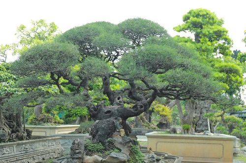 Festival hoa, cây cảnh VNUA 2025: Diễn đàn kết nối và hội tụ tinh hoa