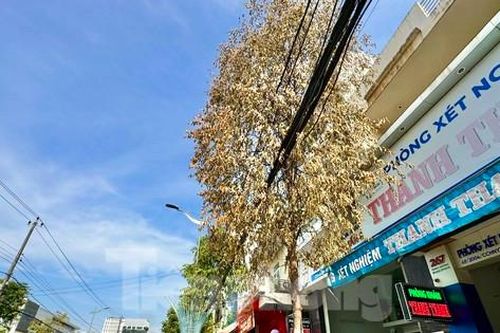 Cây xanh trên phố chết bất thường ở Quảng Ngãi