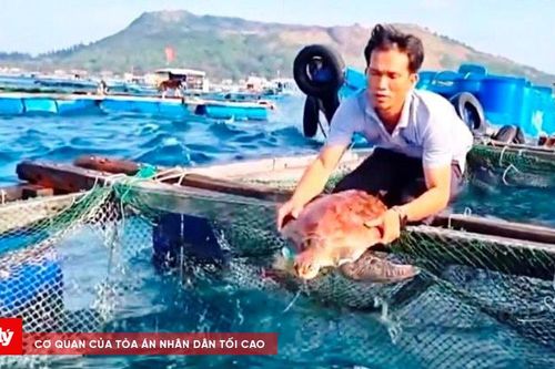 Giải cứu rùa biển quý hiếm bị thương do dính lưới trên biển