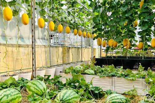 Làm vườn dưa 50m2 trên sân thượng, gia chủ ở TPHCM bội thu vài tạ trái mỗi mùa