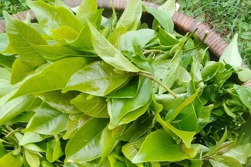 Rau đặc sản ở Hòa Bình càng hái càng mọc, vị ngọt bùi, ăn lạ miệng