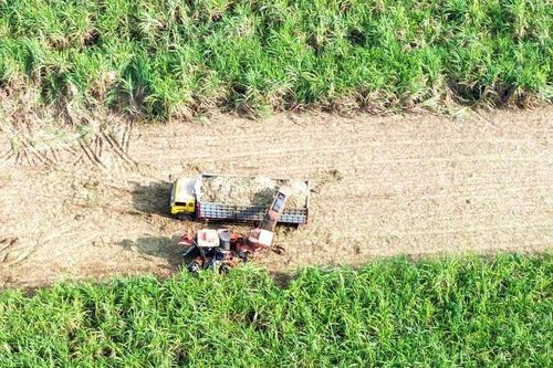 Công ty Cổ phần Mía đường Sông Con: Nỗ lực ứng dụng khoa học vào sản xuất