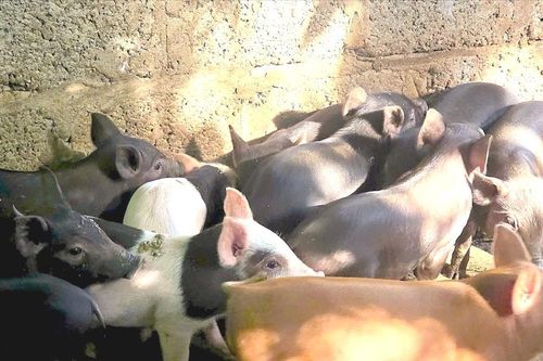 Giá lợn giống tăng, nông dân vùng cao Nghệ An chuyển hướng chăn nuôi