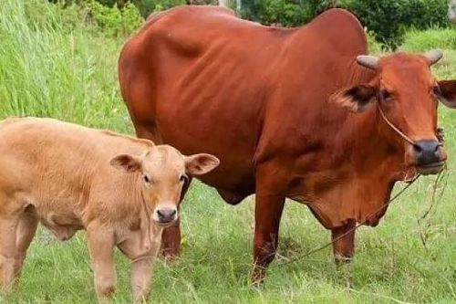 Lào cảnh giác trước nguy cơ bùng phát bệnh than