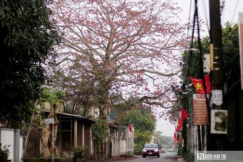 Ngắm cây gạo di sản hơn 200 tuổi ở Hà Tĩnh