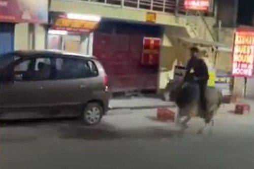 CLIP: Say rượu rồi cưỡi bò tót phi như bay trên đường phố, nam thanh niên nhận cái kết đắng