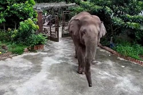 CLIP: Kinh hoàng khoảnh khắc voi rừng phá cổng sắt xông vào nhà dân... ăn cơm