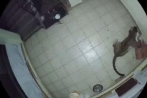 CLIP: Nửa đêm, báo hoa mai lẻn vào nhà dân bắt trộm chó nhà rồi tha đi