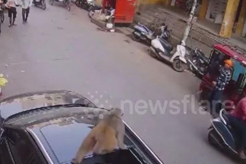 CLIP: Khỉ hoang rơi từ trên cao xuống, làm vỡ cửa sổ trời ô tô và màn thoát thân như chưa có chuyện gì xảy ra