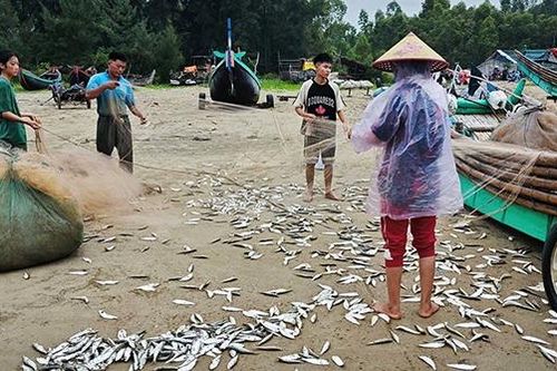 Mùa săn 'lộc biển'