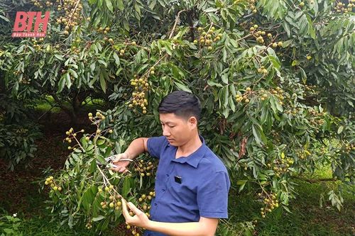 Chàng kỹ sư trẻ làm giàu từ cây trái