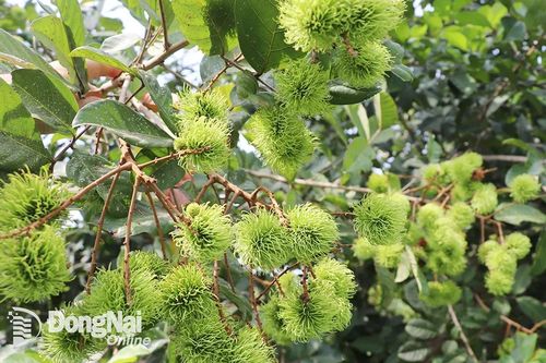 Chôm chôm vào vụ trễ, giá cao
