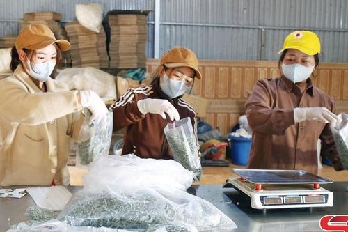 Tân Xuân đa dạng sản phẩm măng tre