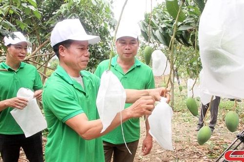 Mường La đưa cây ăn quả lên vùng đất dốc