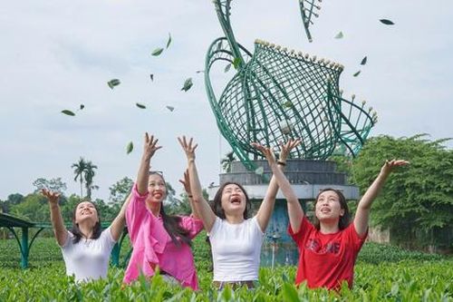 Du khách thích thú những đồi chè xanh ngát ở Thái Nguyên