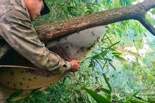 Liên kết khai thác sản vật bản địa giúp người dân Phước Lộc mở ra 'cánh cửa' thoát nghèo