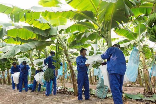 HAGL Agrico nối dài chuỗi thua lỗ, tổng lỗ lũy kế đáng báo động