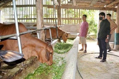 Mở hướng thoát nghèo từ chăn nuôi tập trung ở Tuần Giáo