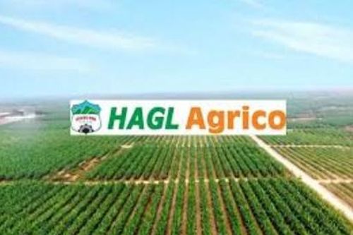 Lỗ lũy kế chạm mốc gần 9.500 tỷ đồng, HAGL Agrico (HNG) tiếp tục báo lỗ 84 tỷ quý I/2025