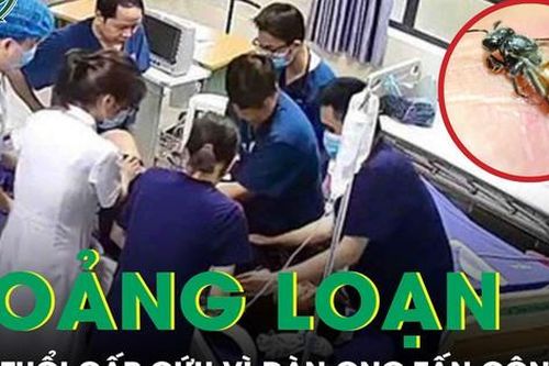 Giữa đêm cả gia đình hoảng loạn vì đàn ong tấn công, bé 3 tuổi phải cấp cứu khẩn