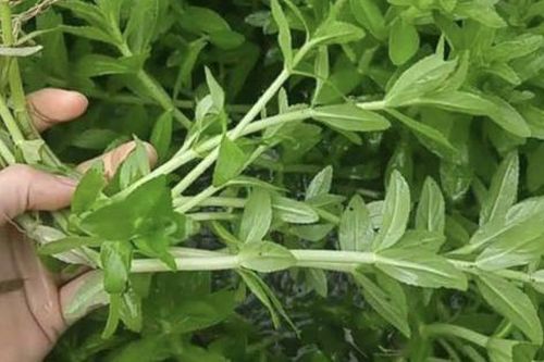 Có ít rau ngổ còn bổ hơn thuốc