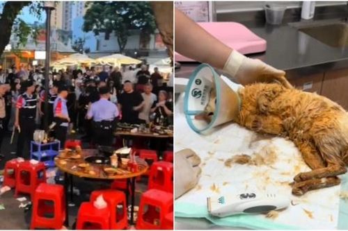 Mèo rơi vào nồi lẩu, được giữ lại làm 'nhân viên' ở Trung Quốc