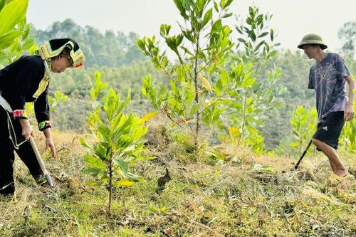 Bốn tháng đầu năm 2025, sản xuất nông, lâm nghiệp tiếp tục duy trì ổn định