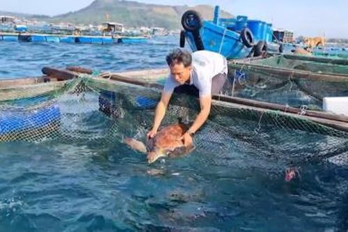 Giúp rùa biển thoát nạn