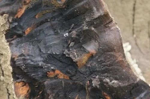 Đào được cây gỗ 40m, chuyên gia lập tức phong tỏa hiện trường