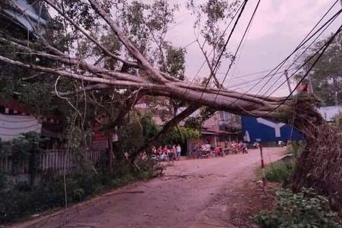 Mưa dông lốc xoáy ở Yên Bái, một người bị cây gãy đổ đè trúng
