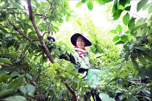 Xây dựng thương hiệu, khẳng định vị thế trái mận Sơn La