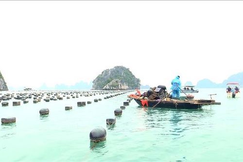 Tái diễn tình trạng nuôi trồng thủy sản trái phép trên vịnh Hạ Long