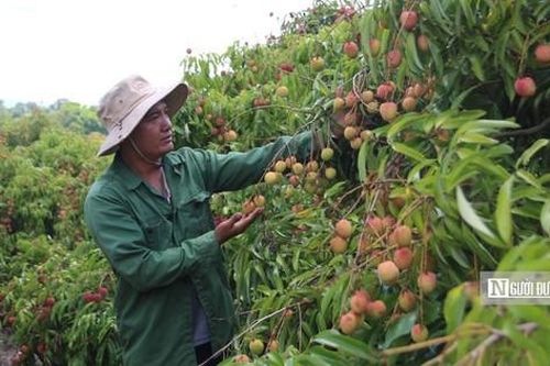 Nông dân Đắk Lắk thu lợi nhuận 'khủng' nhờ vải chín sớm