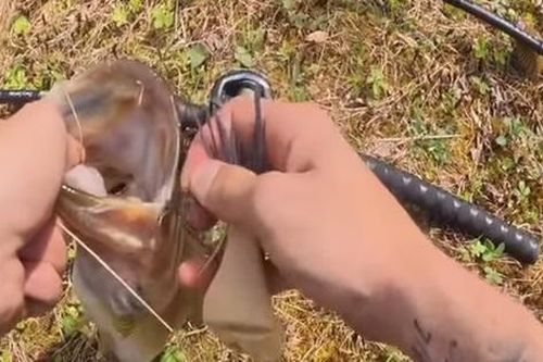 Rắn bò ra từ miệng cá vừa câu được khiến cần thủ kinh hãi