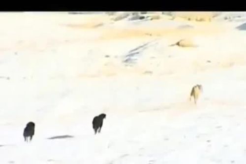 CLIP: Chó sói sa lưới nhận kết cục bi thảm dưới móng vuốt bầy chó săn