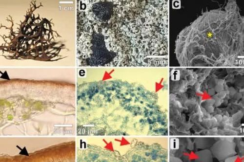 Địa y 'ứng viên' sáng giá cho sự sống ngoài Trái Đất