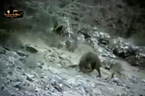 CLIP: Lợn rừng đơn độc quyết chiến 4 con chó sói và cái kết đau lòng