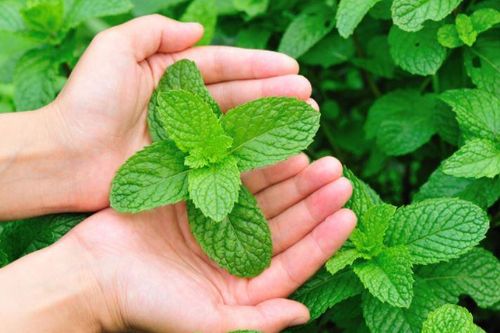 3 loại cây cảnh vừa đẹp nhà vừa đuổi muỗi cực hiệu quả: 'Lá chắn xanh' chống sốt xuất huyết mùa hè