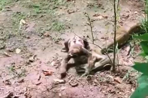CLIP: Bị con lười 'đè đầu cưỡi cổ', trăn anaconda có màn ứng xử khiến nhiều người 'sốc'