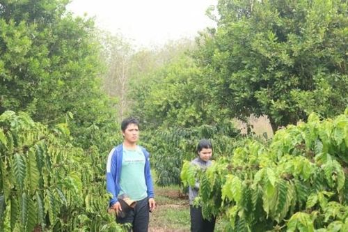 Xen canh thông minh, nông dân Kon Tum thu lợi kép