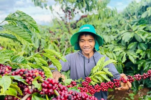 Ứng dụng AI và cảm biến trong nông nghiệp nông thôn