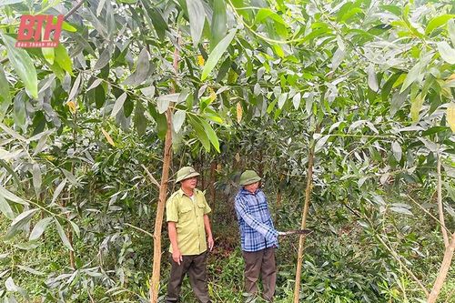 Mở hướng đi mới trong trồng rừng bằng cây nuôi cấy mô