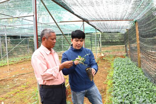 Tái cơ cấu nông nghiệp theo hướng bền vững
