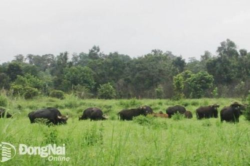 Từ vụ ông Đinh Văn Kiên bị bò tót húc tử vong, cần trang bị thêm kĩ năng, thiết bị hiện đại cho lực lượng bảo vệ rừng