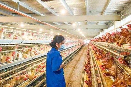 Đàn vật nuôi giảm nhẹ