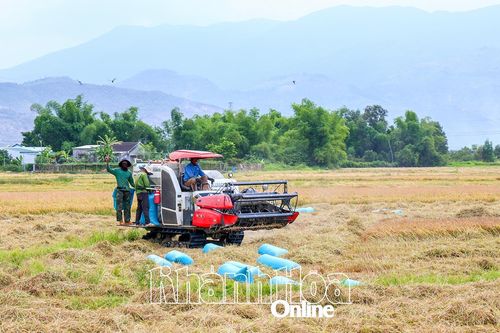 Thời tiết ảnh hưởng đến năng suất lúa