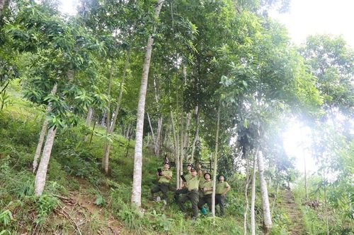 Phê duyệt hỗ trợ trồng rừng sản xuất loài cây gỗ lớn ở Bảo Yên