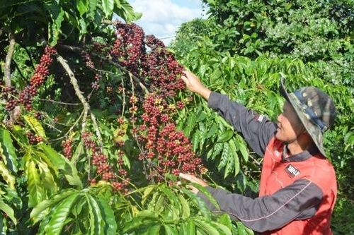 'Lát gạch xanh' trên bản đồ cà phê bền vững